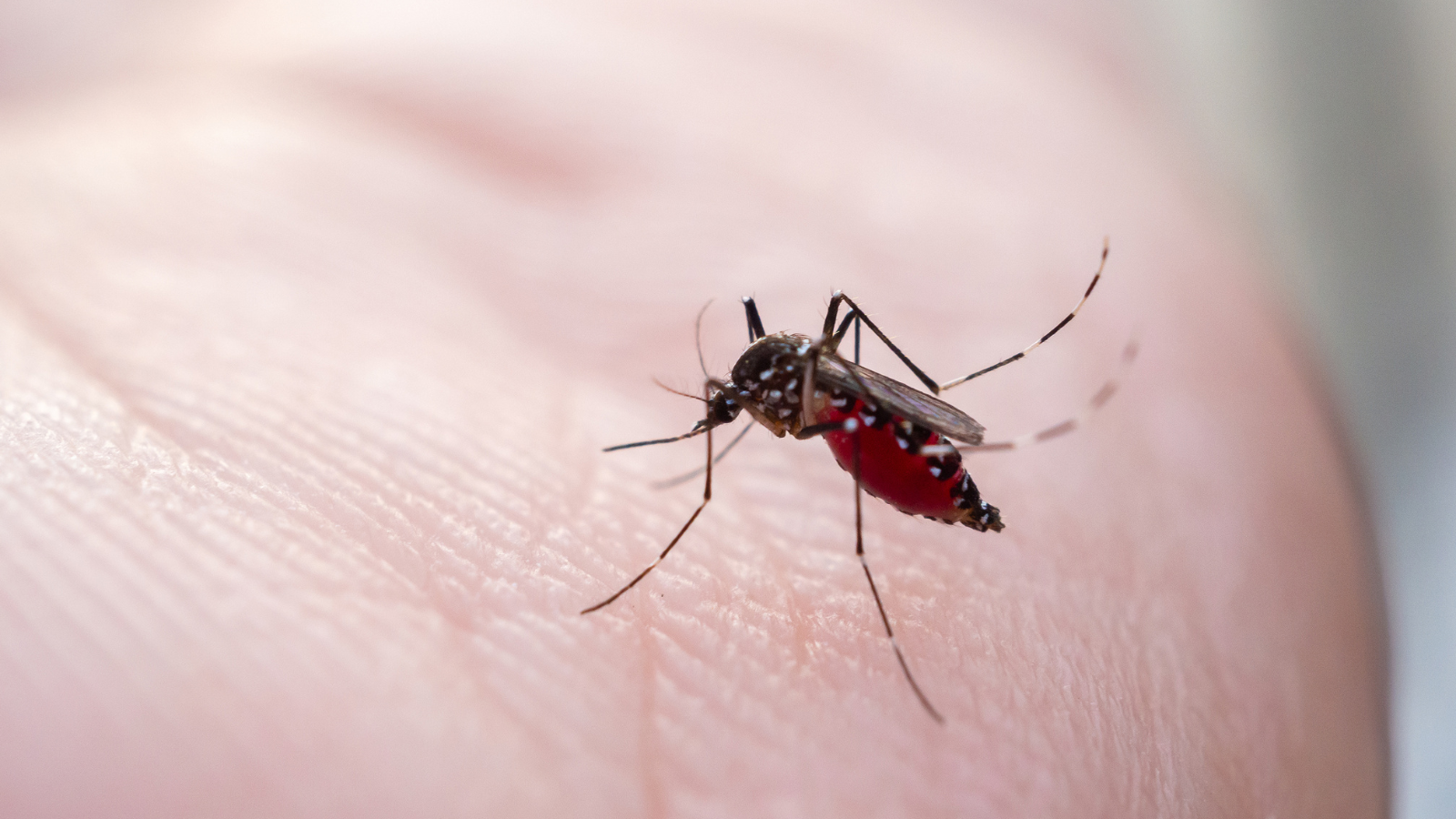 Lây truyền qua muỗi đốt là con đường phổ biến nhất của virus zika