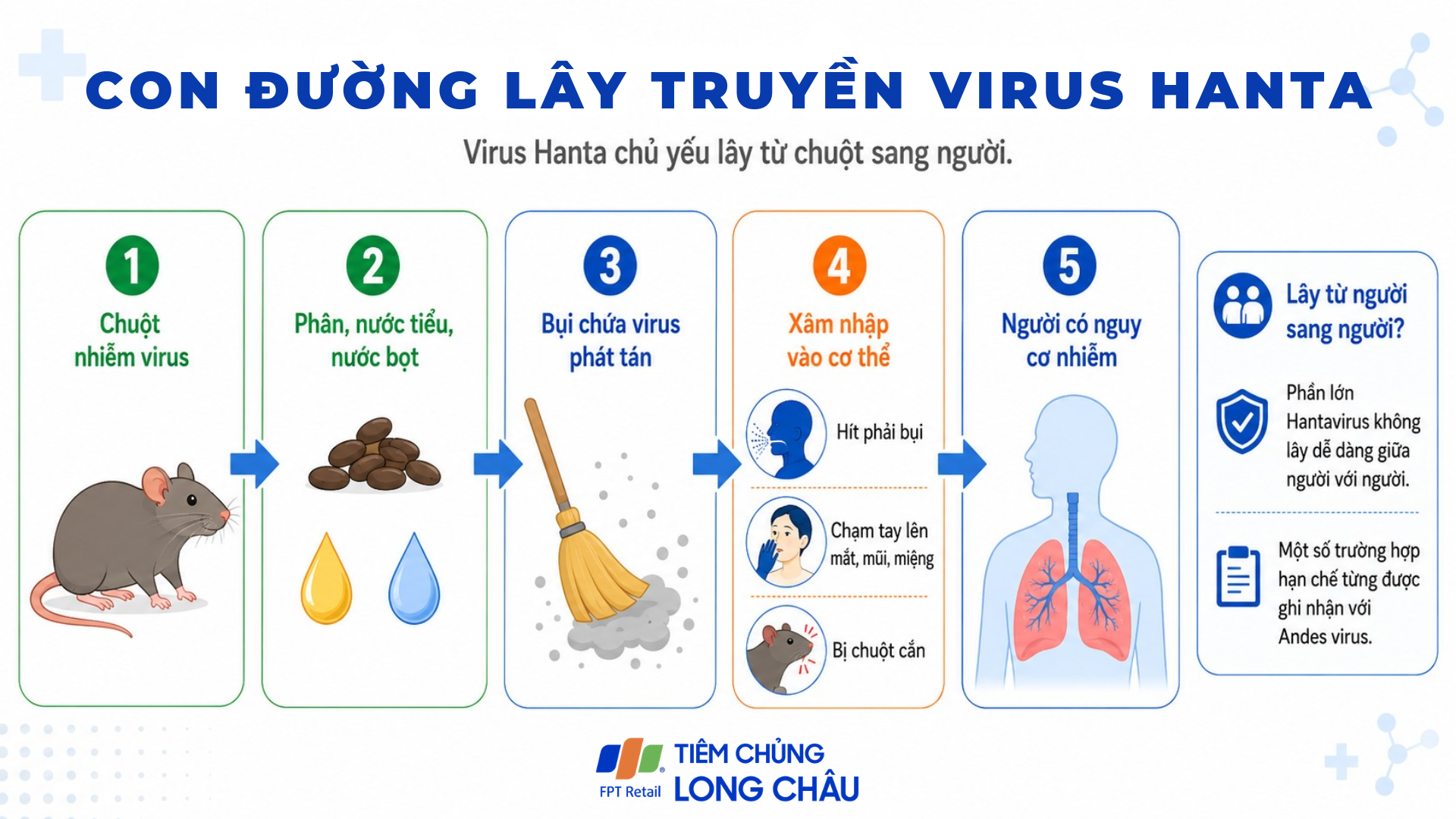 Virus Hanta chủ yếu liên quan đến chuột và chất thải của chuột