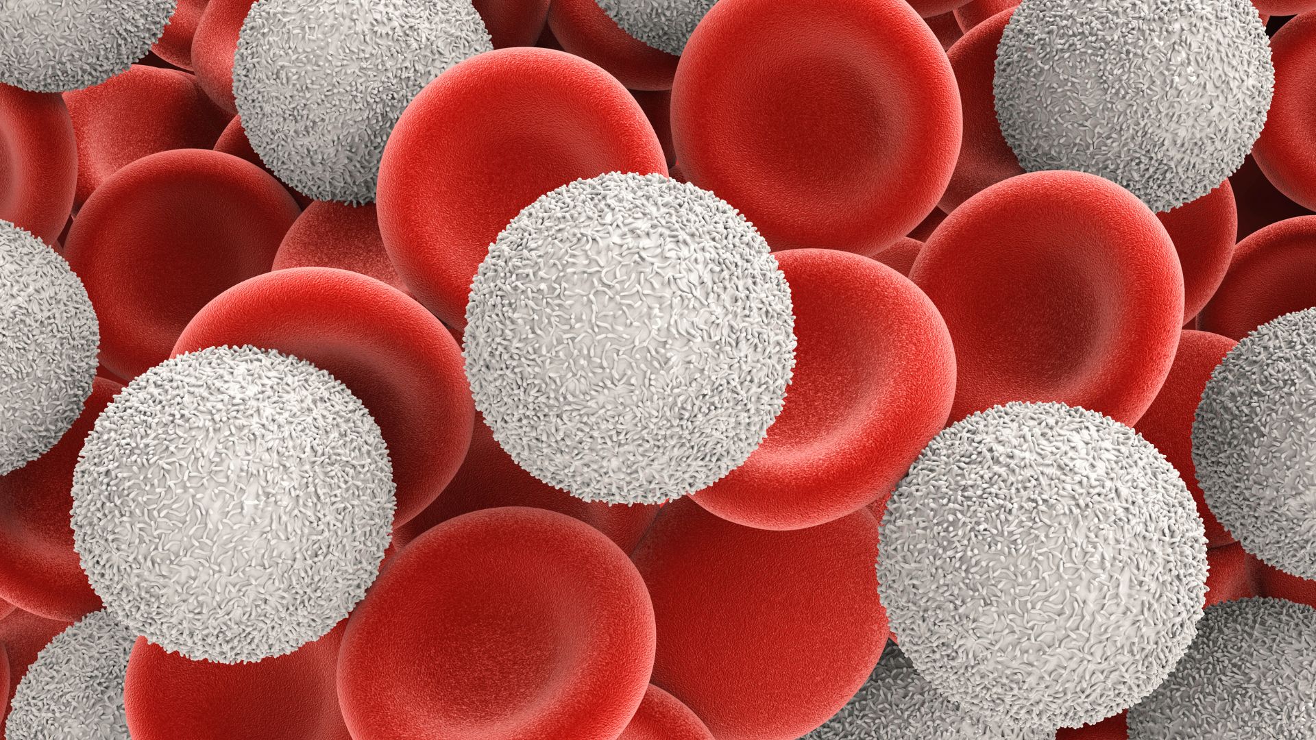 Xét nghiệm bạch cầu giúp đo lường số lượng và tỷ lệ các loại bạch cầu trong máu