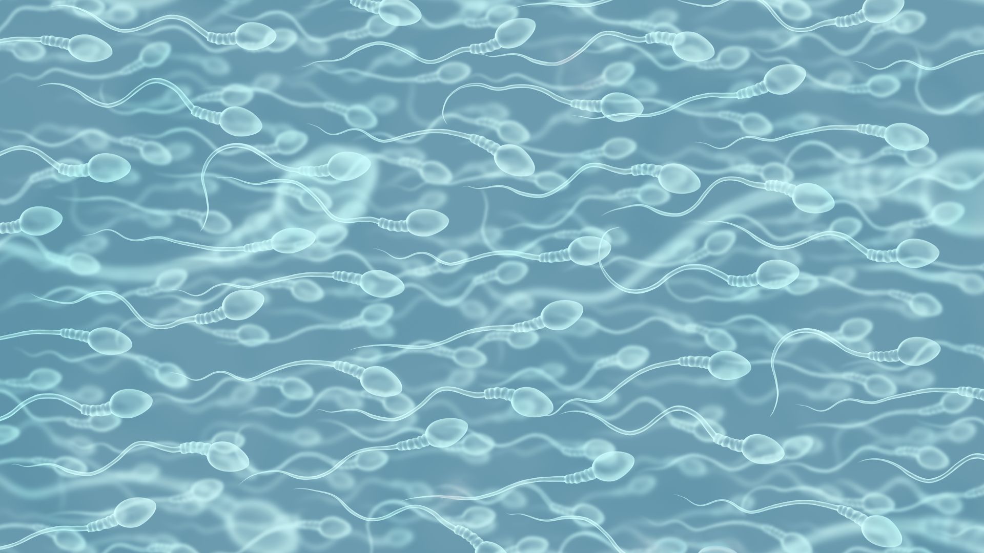 Gen AZY nằm trên nhiễm sắc thể Y, giữ vai trò quan trọng trong quá trình sinh tinh và khả năng sinh sản của nam giới