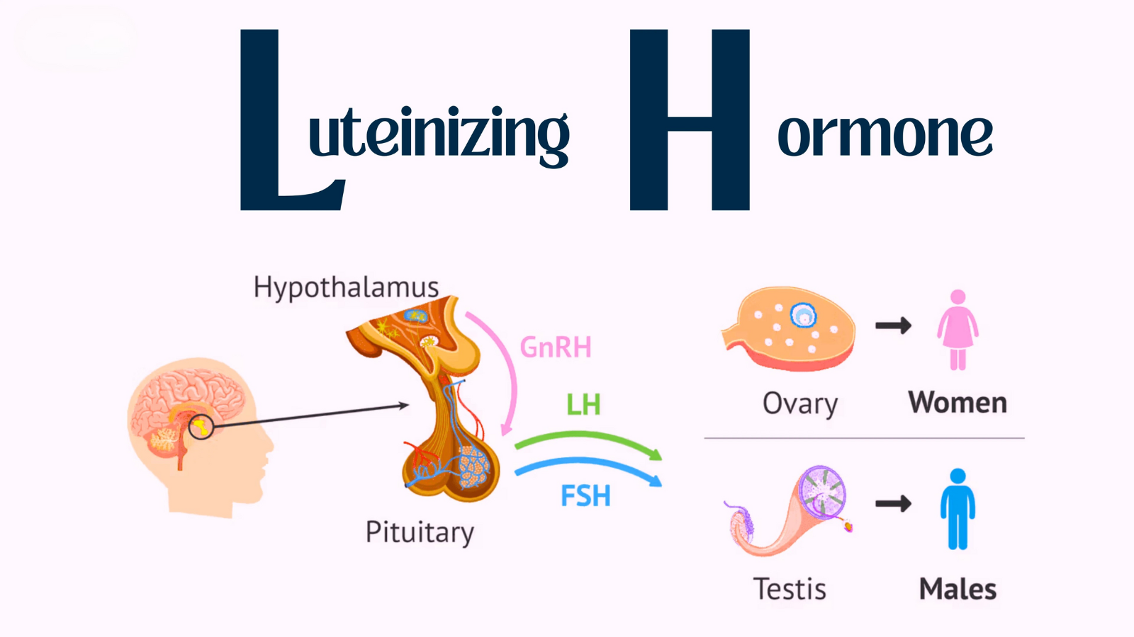 LH đóng vai trò quan trọng trong việc điều hòa khả năng sinh sản ở cả nam và nữ