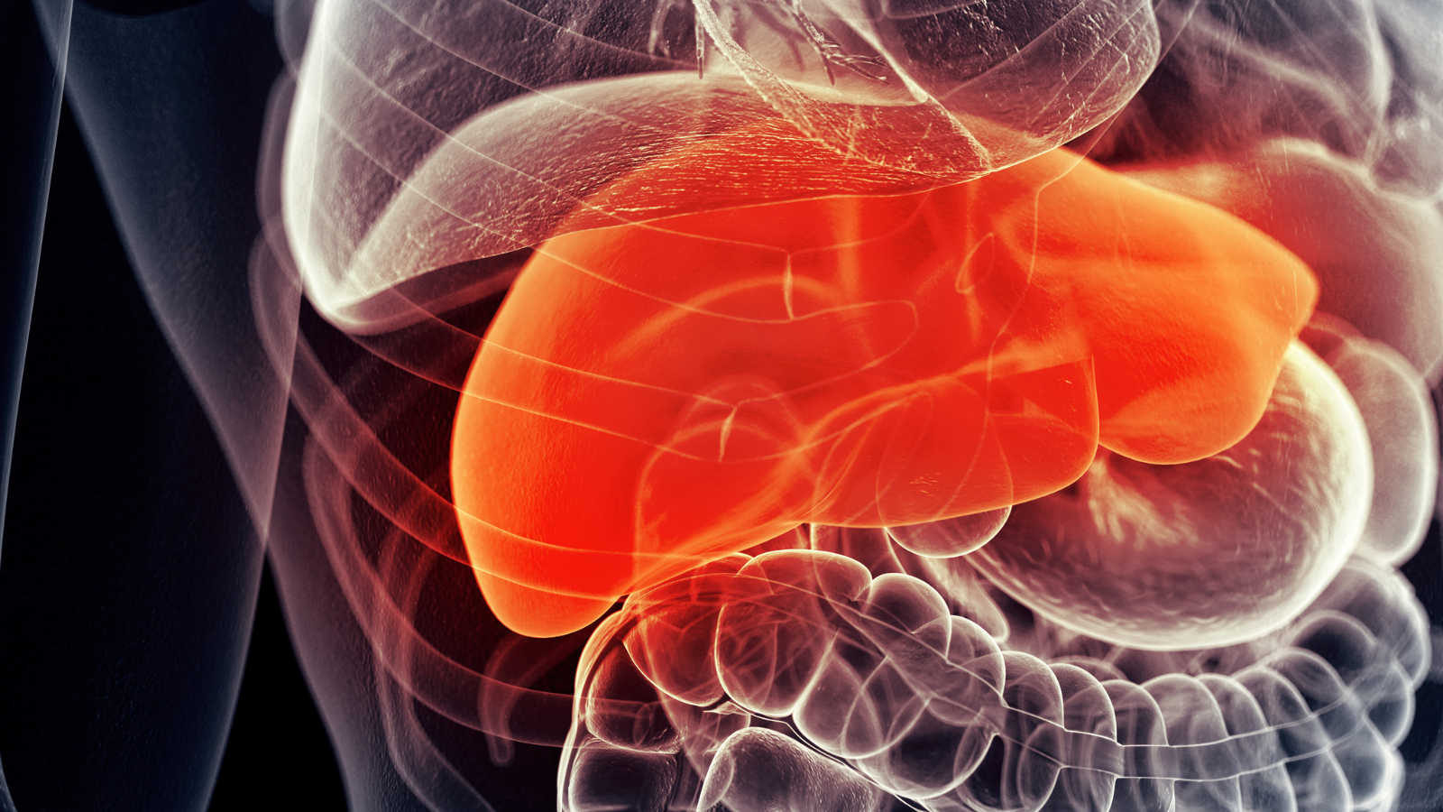 Thành xoang gan giúp tăng trao đổi chất giữa máu và tế bào gan