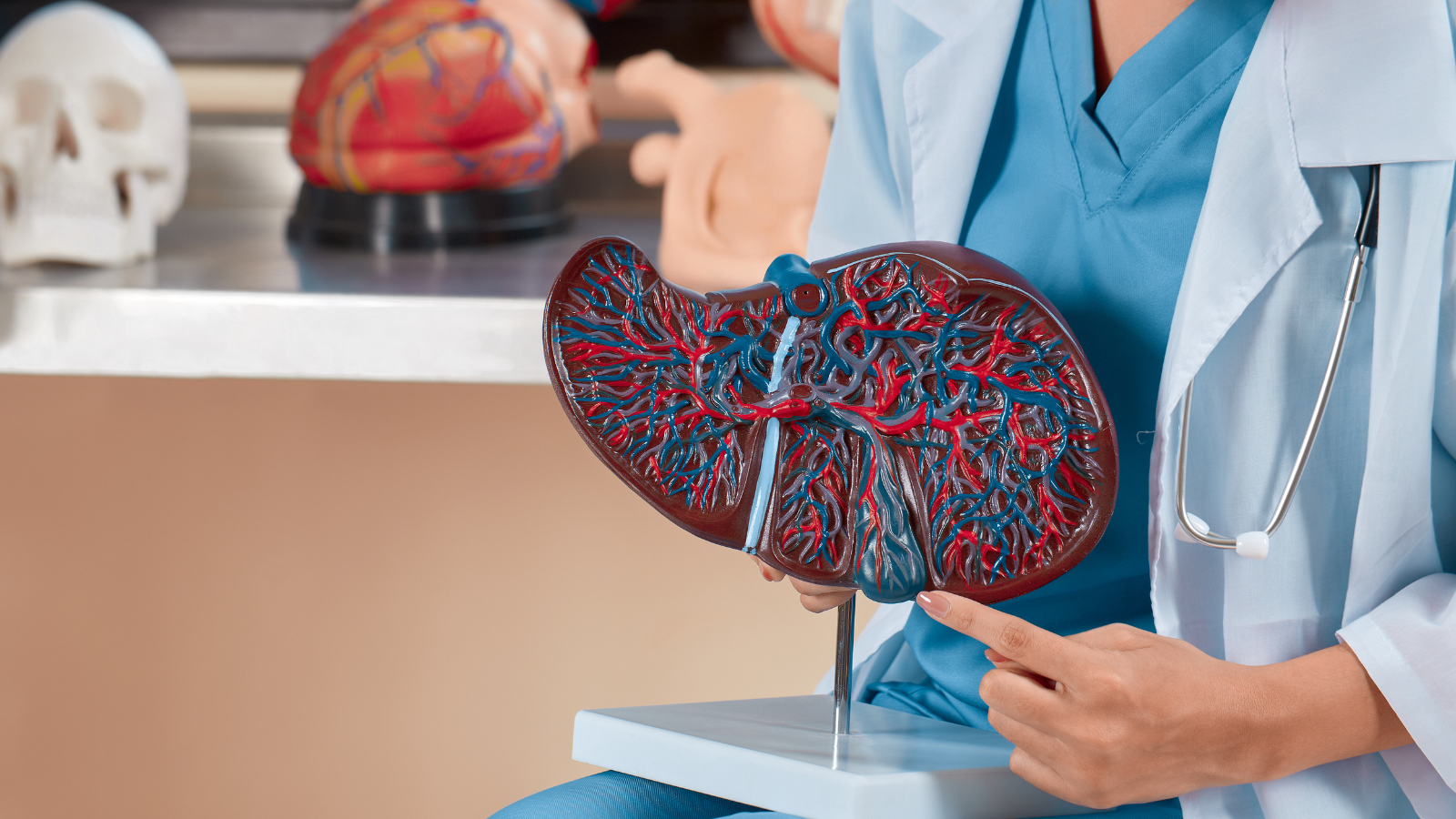 Xoang gan đóng vai trò trung tâm trong trao đổi chất và thải độc của gan