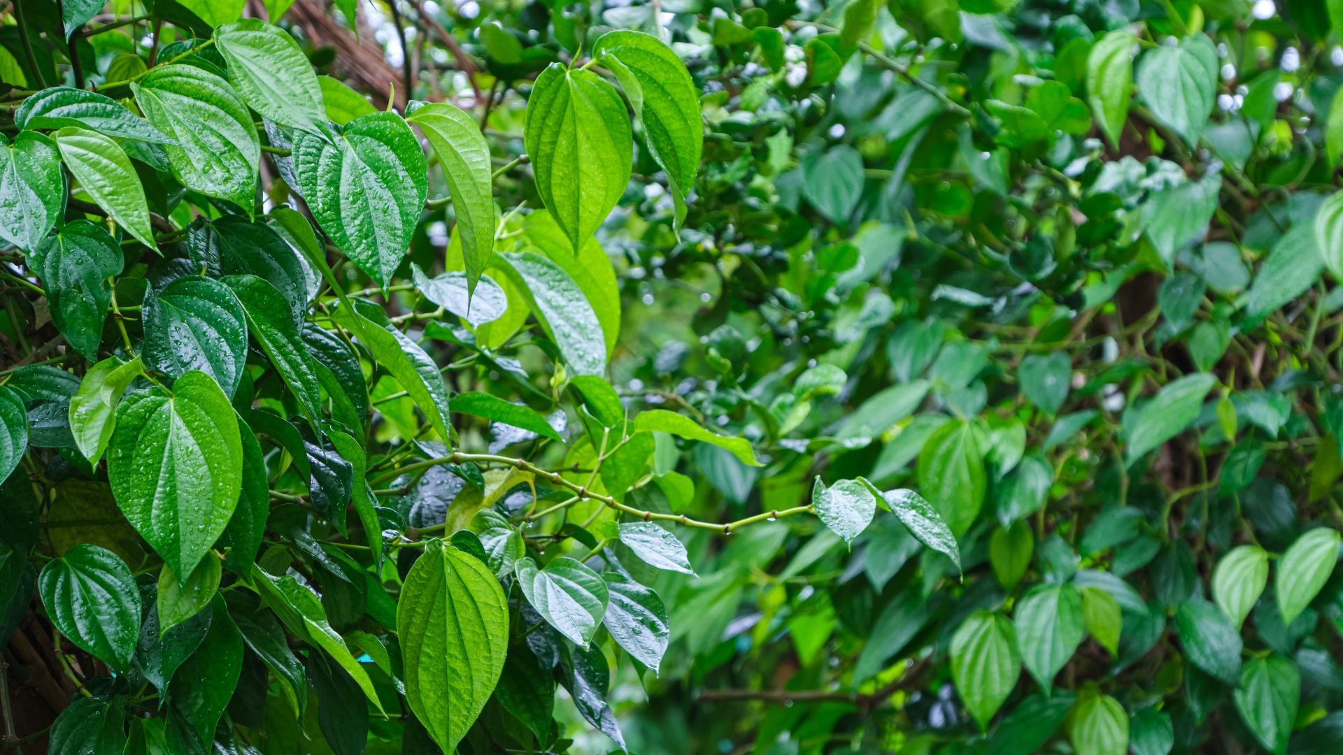 Nhờ khả năng kháng khuẩn nhẹ, lá trầu thường được dùng hỗ trợ vệ sinh da và vùng kín