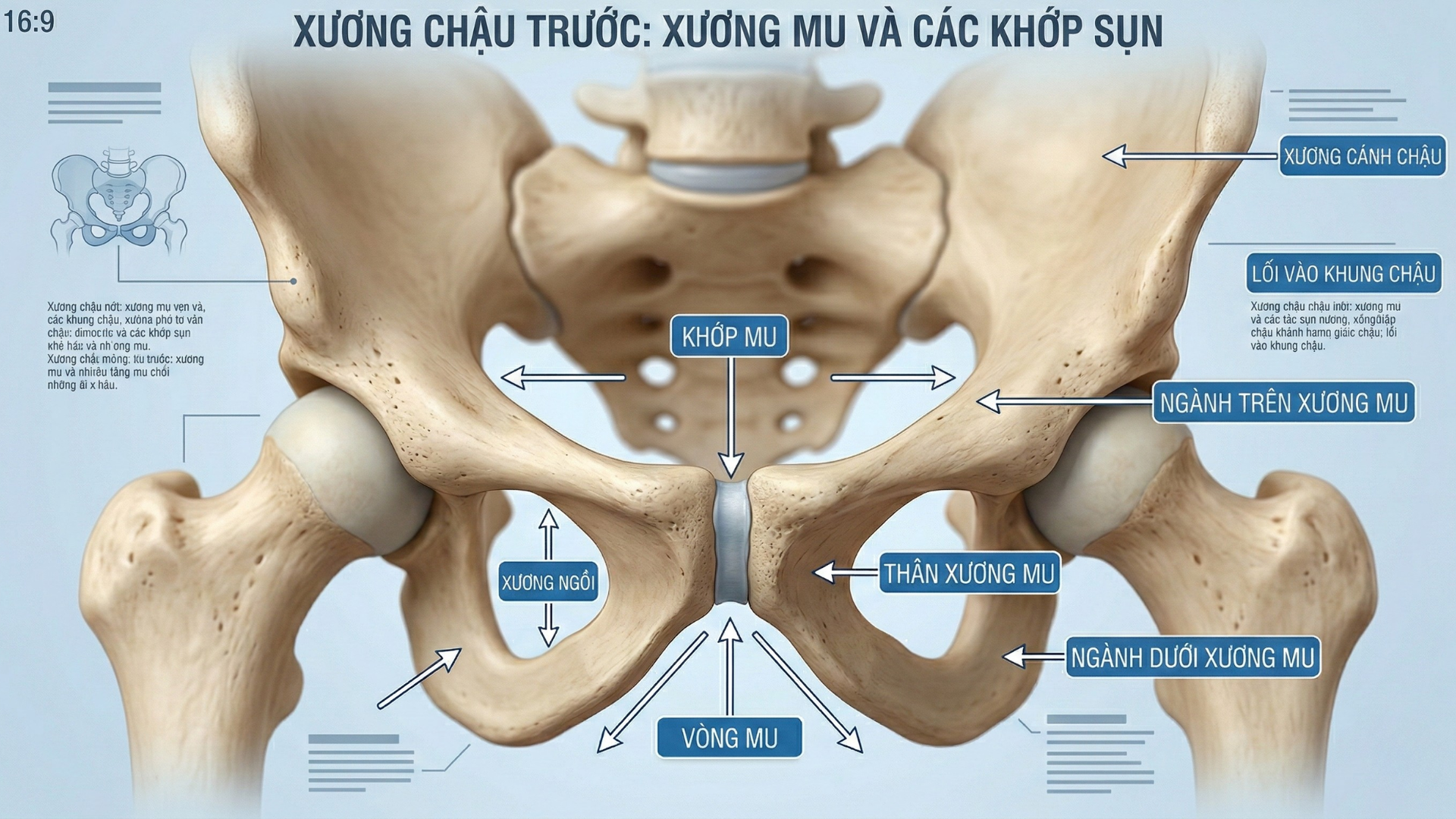Vị trí và cấu tạo xương mu trong khung chậu người trưởng thành