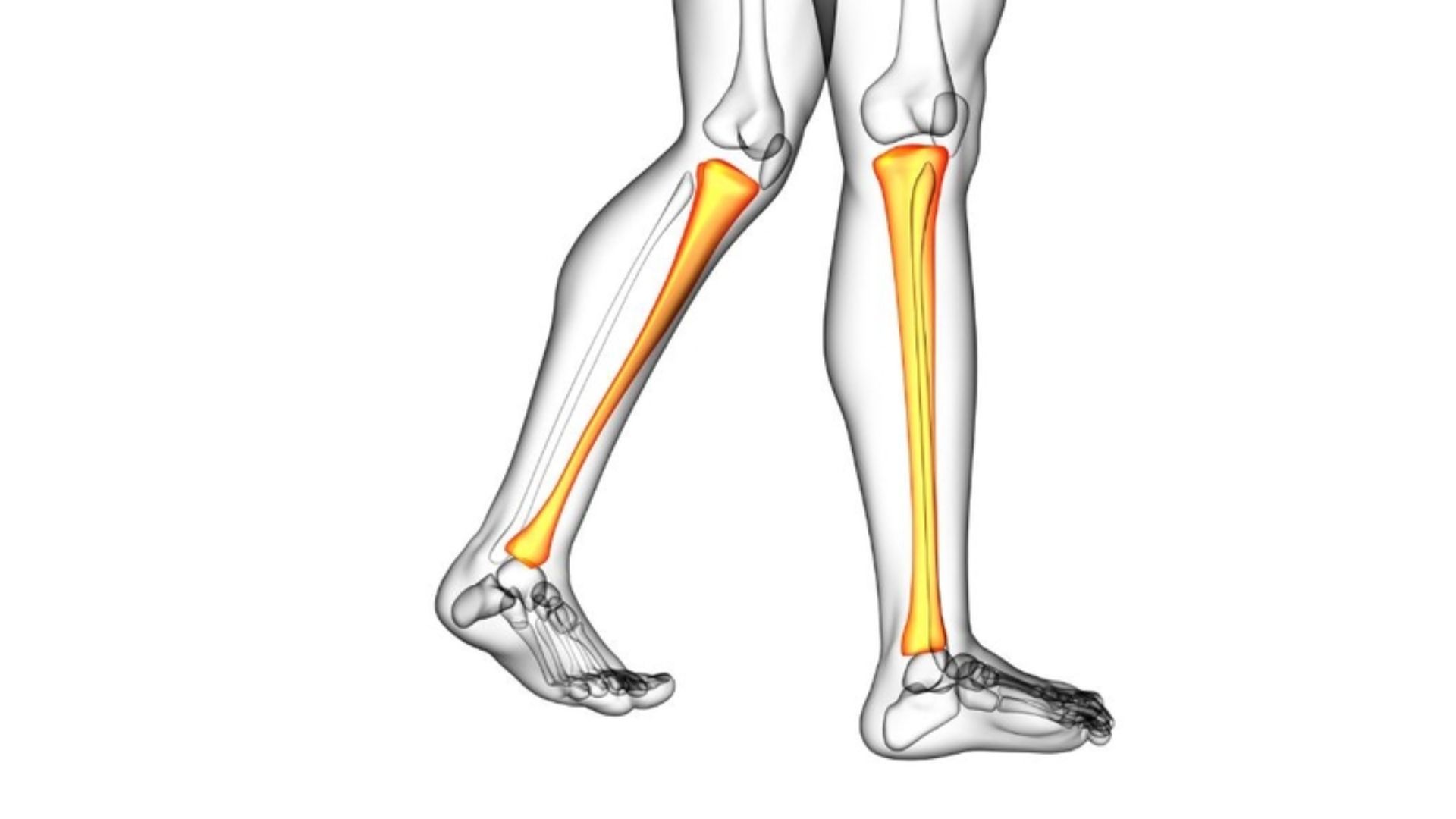 Xương ống đồng hay còn được biết đến với tên gọi khác là xương chày