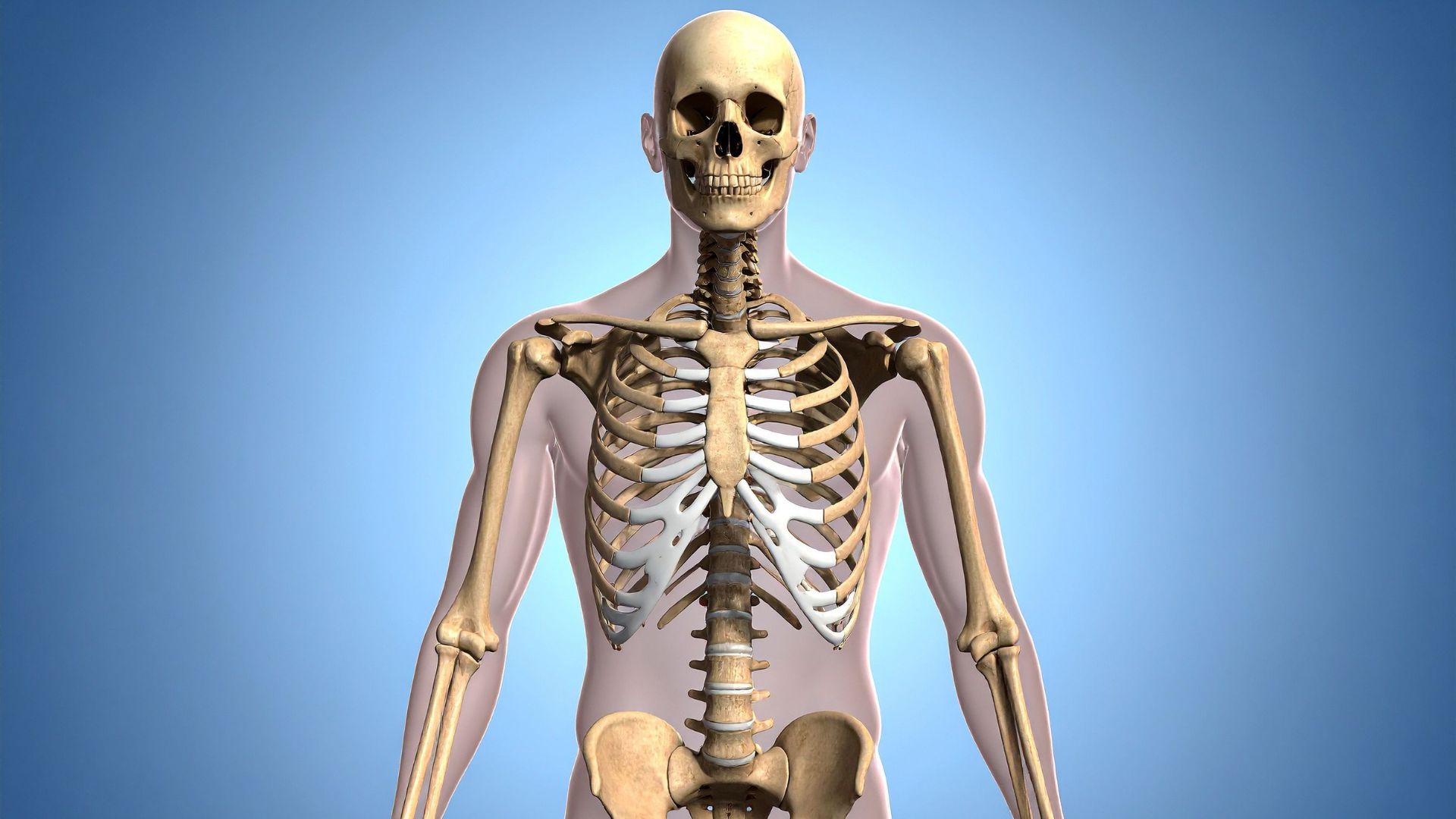 Xương sườn được chia làm 3 phần chính là đầu xương, cổ xương và thân xương