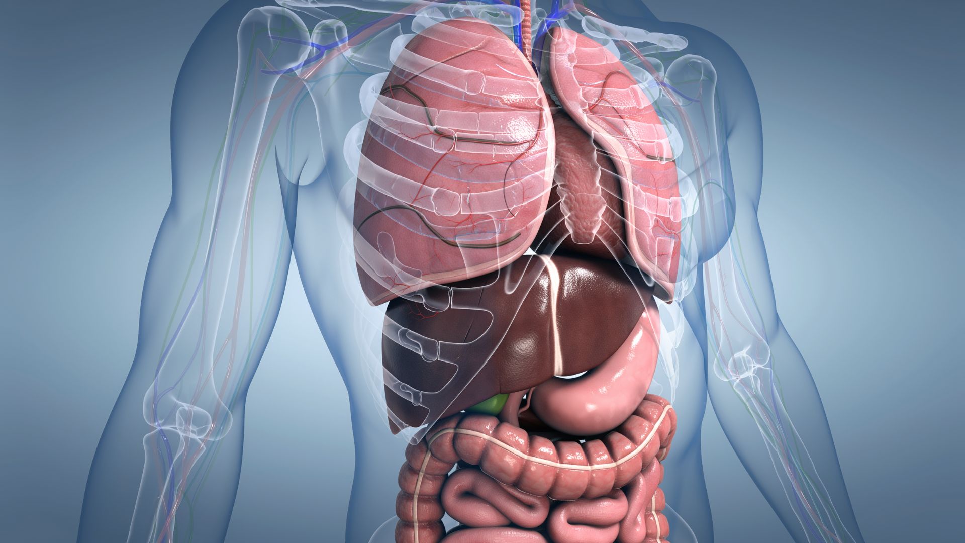 Ngoài việc bảo vệ các cơ quan nội tạng quan trọng trong cơ thể, xương sườn còn giúp hỗ trợ hô hấp